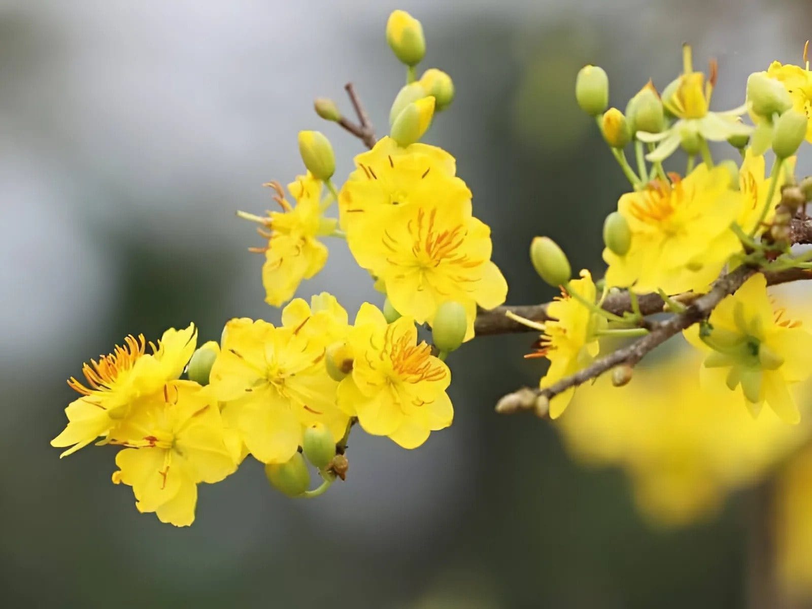 Tết là khoảng thời gian trời đất giao thoa