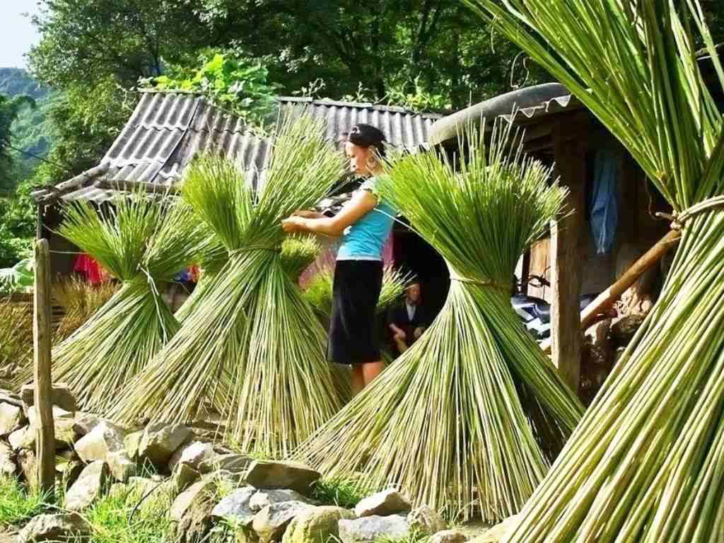 Cây lanh thường được thu hoạch thủ công bằng cách nhổ cả cây
