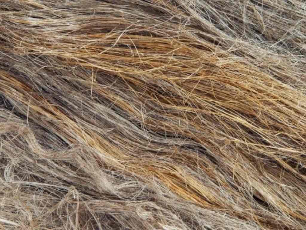 Sợi lanh có chiều dài vượt trội, tạo nên bề mặt vải chắc chắn