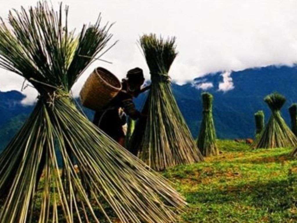 Linen (hay vải lanh) là một trong những chất liệu lâu đời nhất
