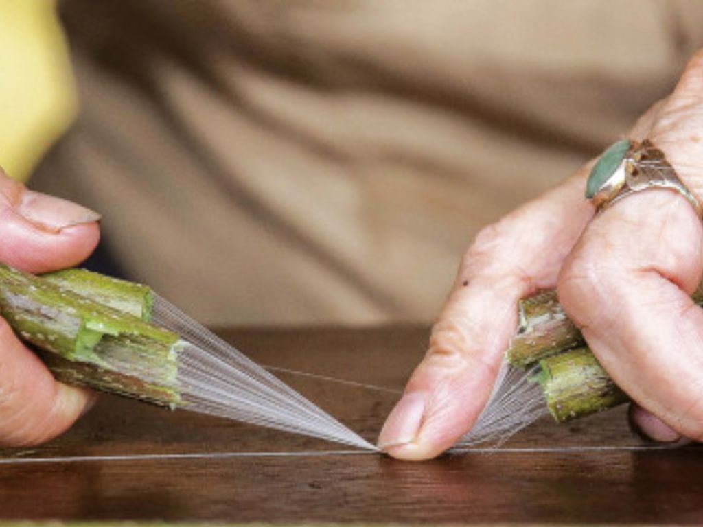 Thân sen lại cực kỳ vững chắc nhờ vào hệ thống vách ngăn