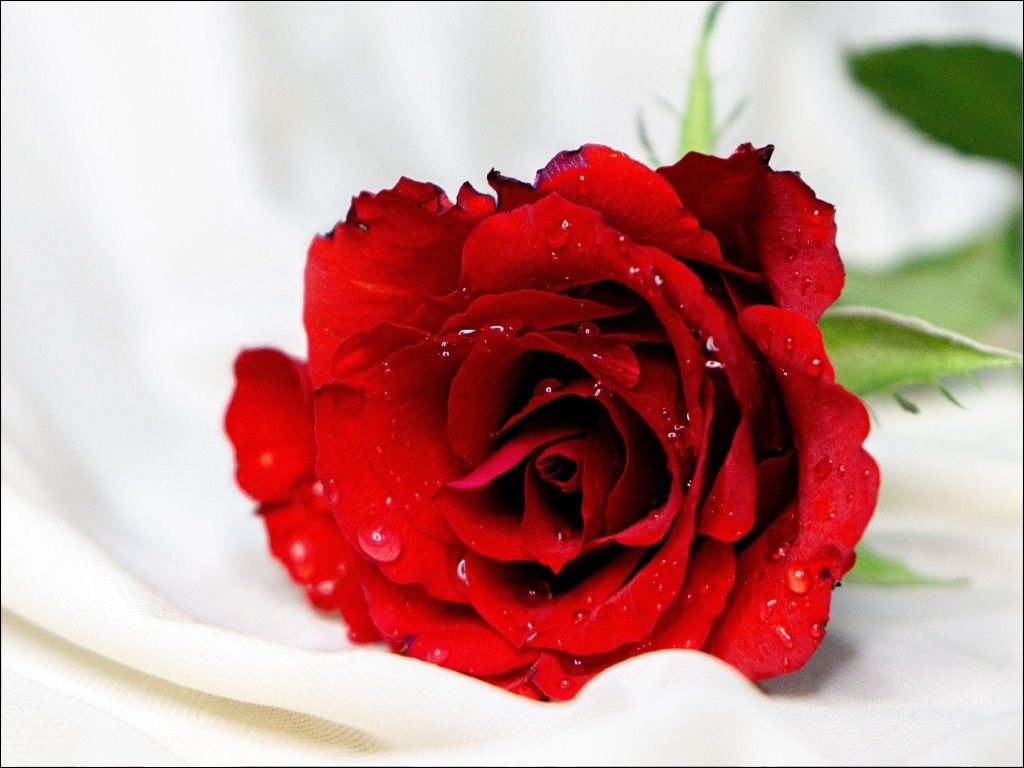 Bạn hãy sử dụng các thiết kế hình ảnh đẹp 20 10 với chủ đề hoa lá