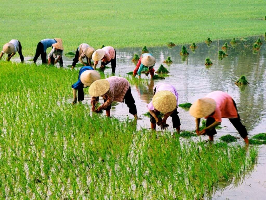 Ý nghĩa Tết Trung thu trong văn hóa Việt gắn liền mật thiết với nền nông nghiệp lúa nước