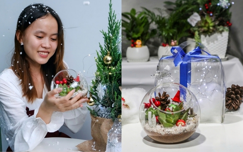 Chậu cây để bàn là gơi ý tuyệt vời để làm quà tặng Giáng sinh cho đồng nghiệp