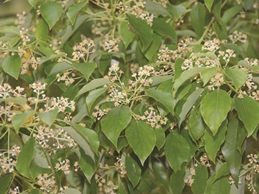 This fabric is woven from fibers of the hemp plant stalk