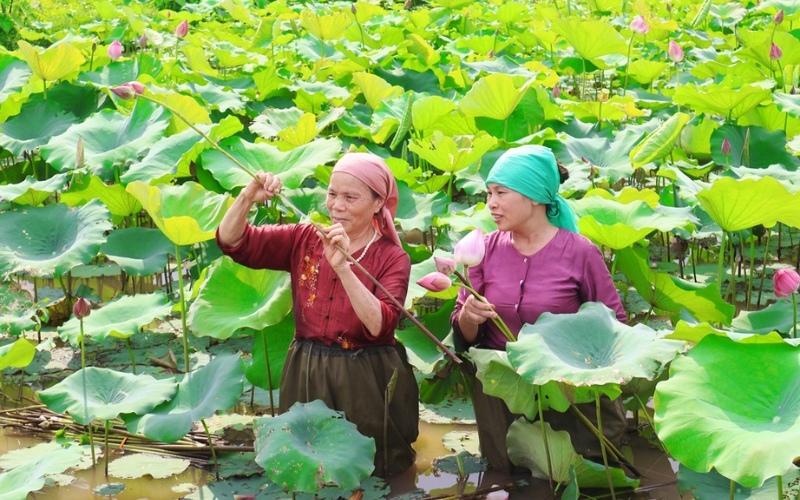 Quy trình dệt vải bằng tơ sen bắt đầu từ việc thu hoạch những cuống sen già chắc khỏe