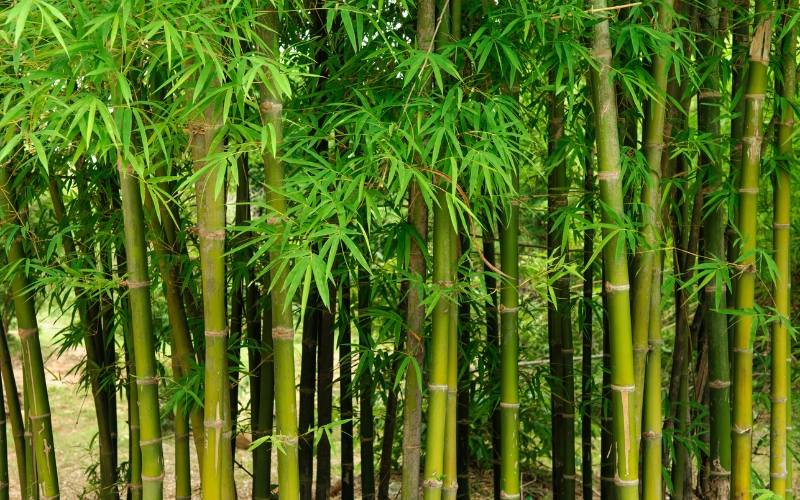 Bamboo nghĩa là gì? Bamboo trong tiếng Anh có nghĩa là cây tre