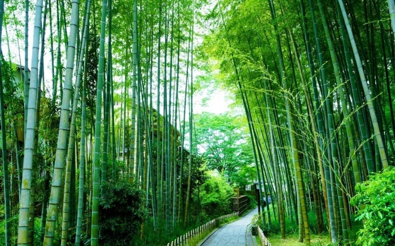 Bamboo tiếng Việt là gì? Bamboo tiếng Việt dịch ra là cây tre